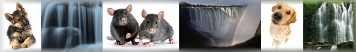 Pet Banner